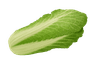 Cabbage